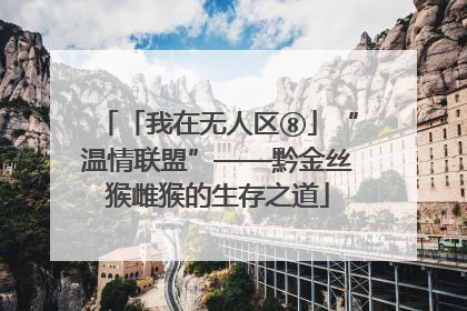 「我在无人区⑧」“温情联盟”——黔金丝猴雌猴的生存之道