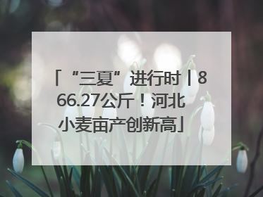 “三夏”进行时丨866.27公斤！河北小麦亩产创新高