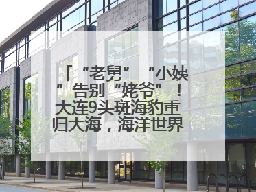“老舅”“小姨”告别“姥爷”！大连9头斑海豹重归大海，海洋世界：它们已具备野外生存能力