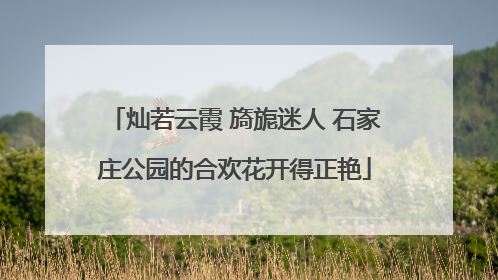 灿若云霞 旖旎迷人 石家庄公园的合欢花开得正艳