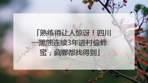 熟练得让人惊讶！四川一黑熊连续3年进村偷蜂蜜，藏哪都找得到