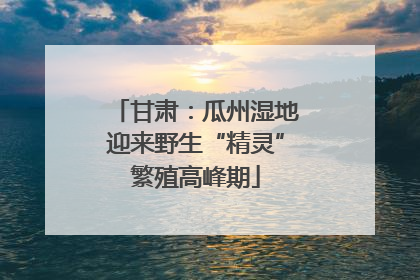 甘肃：瓜州湿地迎来野生“精灵”繁殖高峰期