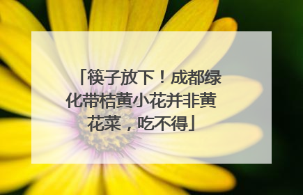筷子放下！成都绿化带桔黄小花并非黄花菜，吃不得