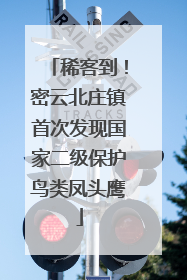 稀客到！密云北庄镇首次发现国家二级保护鸟类凤头鹰