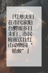 红隼夫妇在市民家阳台孵蛋多日未归，市民将蛋送往红山动物园“抢救”
