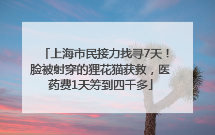 上海市民接力找寻7天！脸被射穿的狸花猫获救，医药费1天筹到四千多