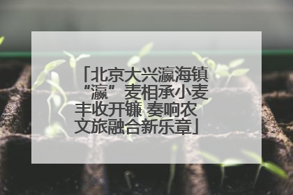 北京大兴瀛海镇“瀛”麦相承小麦丰收开镰 奏响农文旅融合新乐章