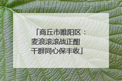 商丘市睢阳区：麦浪滚滚战正酣 干群同心保丰收