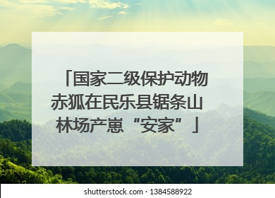国家二级保护动物赤狐在民乐县锯条山林场产崽“安家”