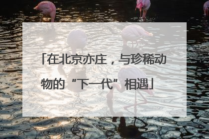 在北京亦庄，与珍稀动物的“下一代”相遇
