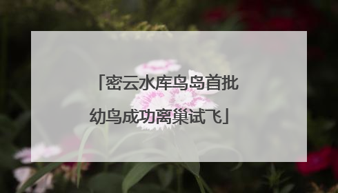 密云水库鸟岛首批幼鸟成功离巢试飞