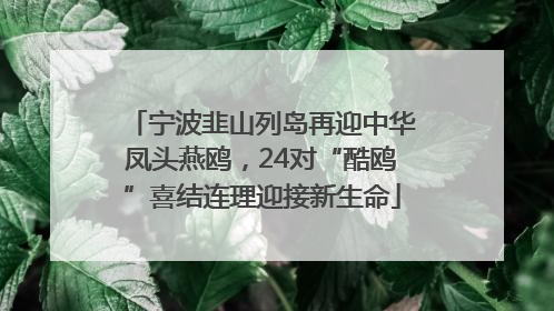 宁波韭山列岛再迎中华凤头燕鸥，24对“酷鸥”喜结连理迎接新生命