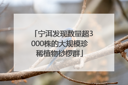 宁洱发现数量超3000株的大规模珍稀植物桫椤群
