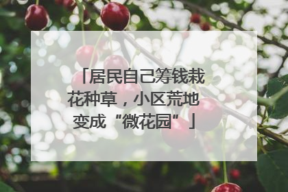 居民自己筹钱栽花种草，小区荒地变成“微花园”