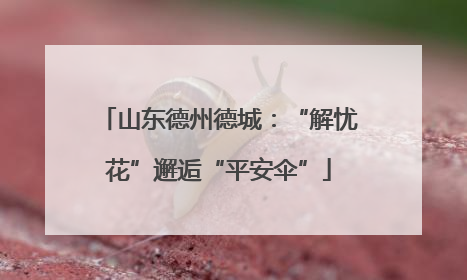 山东德州德城：“解忧花”邂逅“平安伞”
