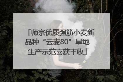 师宗优质强筋小麦新品种“云麦80”旱地生产示范喜获丰收