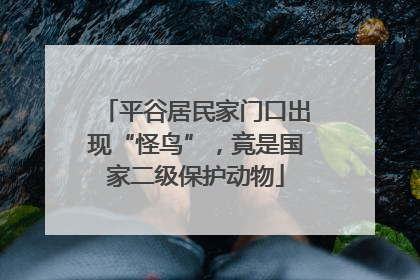平谷居民家门口出现“怪鸟”，竟是国家二级保护动物