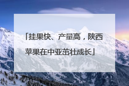 挂果快、产量高，陕西苹果在中亚茁壮成长