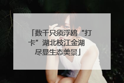 数千只须浮鸥“打卡”湖北枝江金湖 尽显生态美景