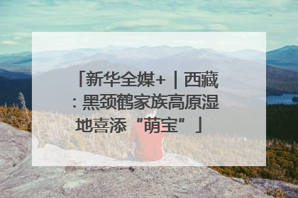 新华全媒+｜西藏：黑颈鹤家族高原湿地喜添“萌宝”