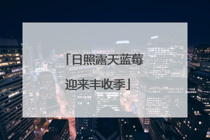 日照露天蓝莓迎来丰收季