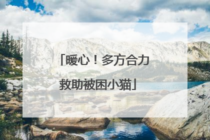 暖心！多方合力救助被困小猫