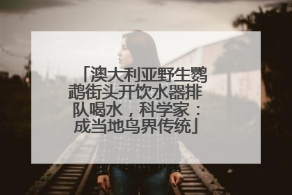澳大利亚野生鹦鹉街头开饮水器排队喝水，科学家：成当地鸟界传统