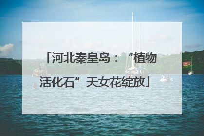 河北秦皇岛：“植物活化石”天女花绽放