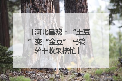 河北昌黎：“土豆”变“金豆” 马铃薯丰收采挖忙