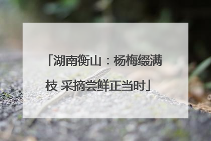 湖南衡山：杨梅缀满枝 采摘尝鲜正当时