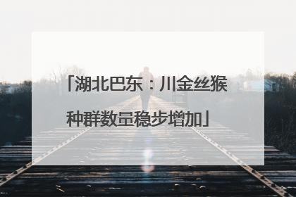 湖北巴东：川金丝猴种群数量稳步增加