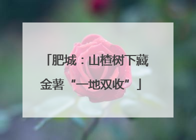 肥城：山楂树下藏金薯“一地双收”