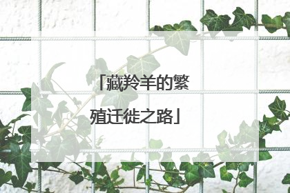 藏羚羊的繁殖迁徙之路