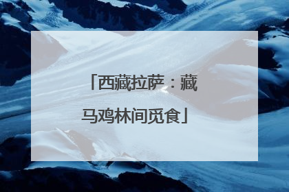 西藏拉萨：藏马鸡林间觅食