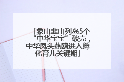 象山韭山列岛5个“中华宝宝”破壳，中华凤头燕鸥进入孵化育儿关键期