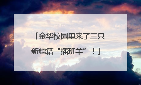 金华校园里来了三只新疆籍“插班羊”！