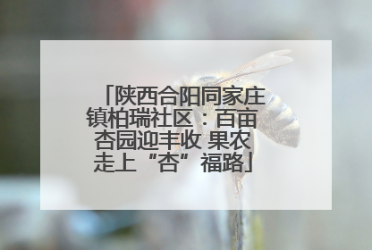陕西合阳同家庄镇柏瑞社区：百亩杏园迎丰收 果农走上“杏”福路