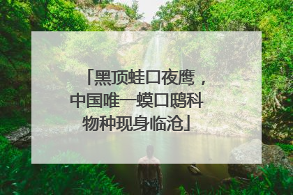黑顶蛙口夜鹰，中国唯一蟆口鸱科物种现身临沧