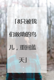 8只被我们救助的鸟儿，重回蓝天